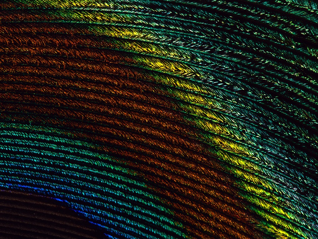 Colorful feather wings close-up wallpaper (2) #13 - 1024x768