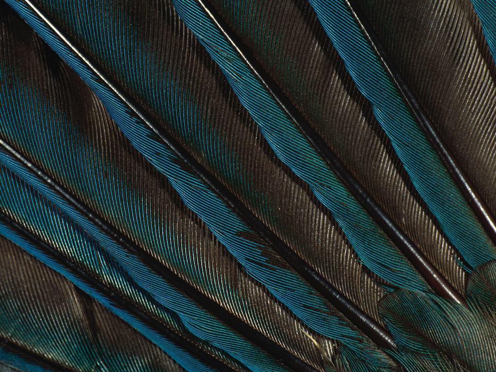 Colorful feather wings close-up wallpaper (2) #14 - 1024x768
