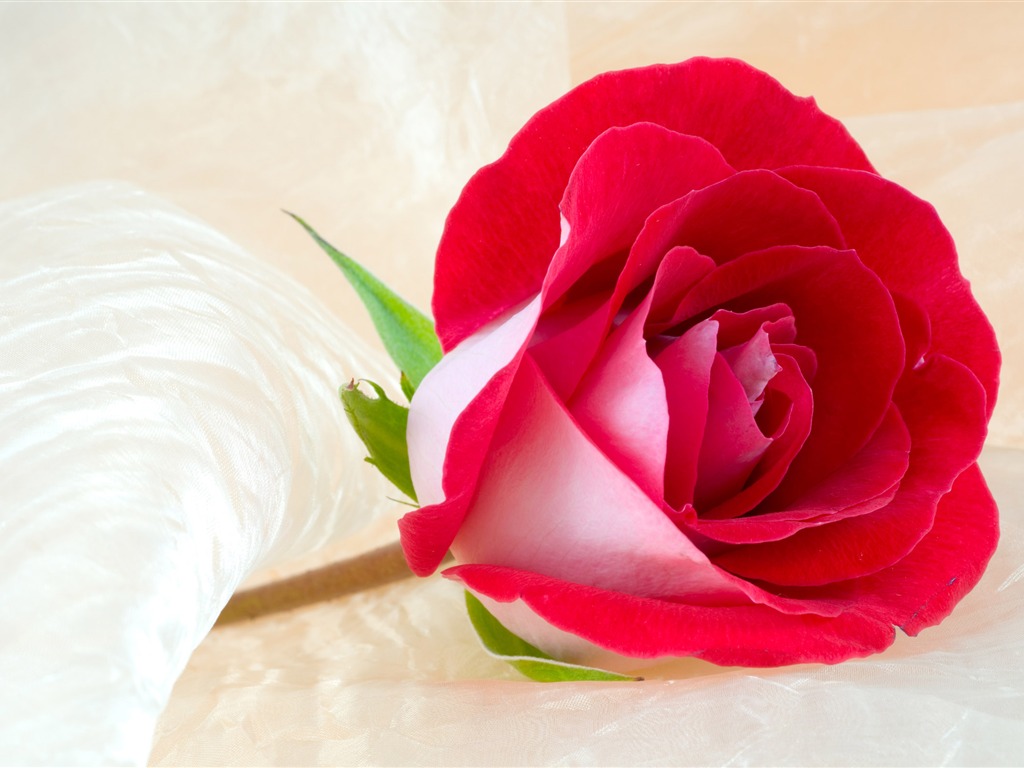 Large Rose Photo Wallpaper (3) #1 - 1024x768