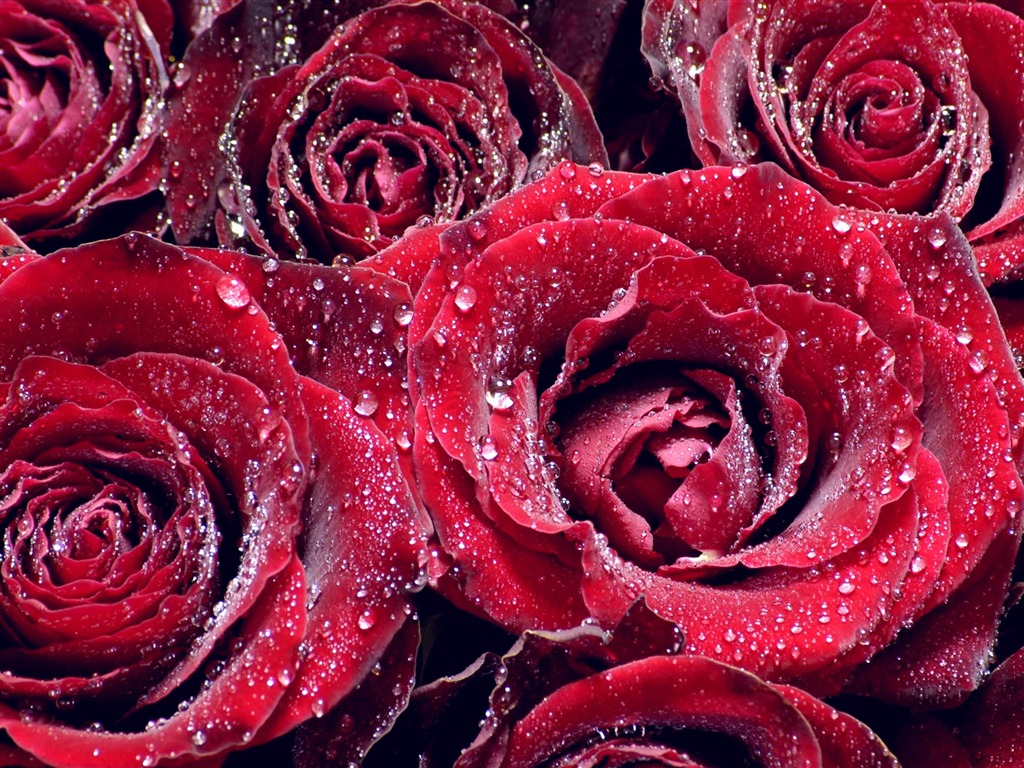 Large Rose Photo Wallpaper (3) #19 - 1024x768