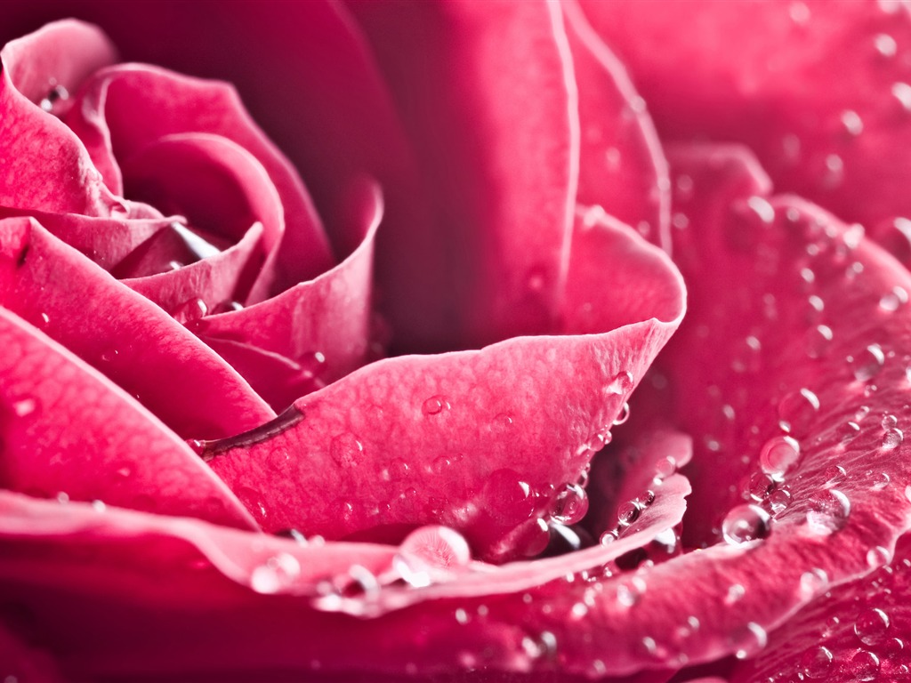 Large Rose Photo Wallpaper (3) #20 - 1024x768