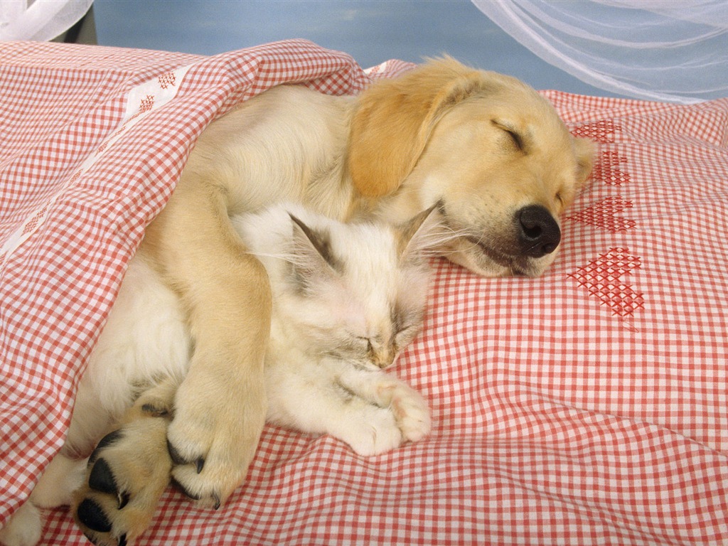 Animal Widescreen Wallpapers Collection (3) #15 - 1024x768
