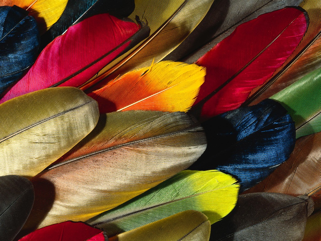 Bunte Federn Flügel Nahaufnahme wallpaper (2) #1 - 1024x768