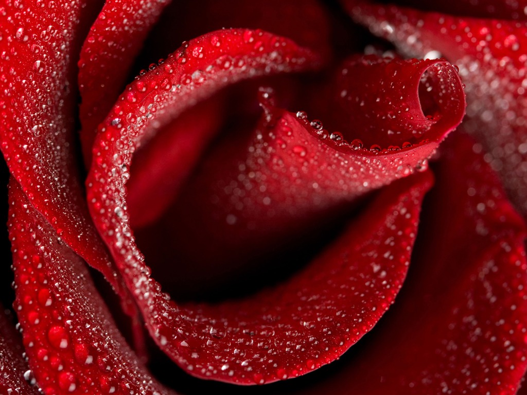 Large Rose Photo Wallpaper (4) #20 - 1024x768