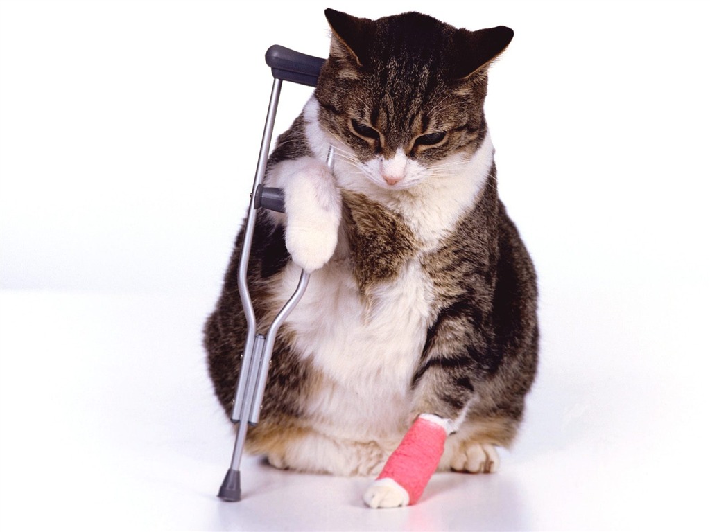 1600 Cat Foto tapety (5) #12 - 1024x768