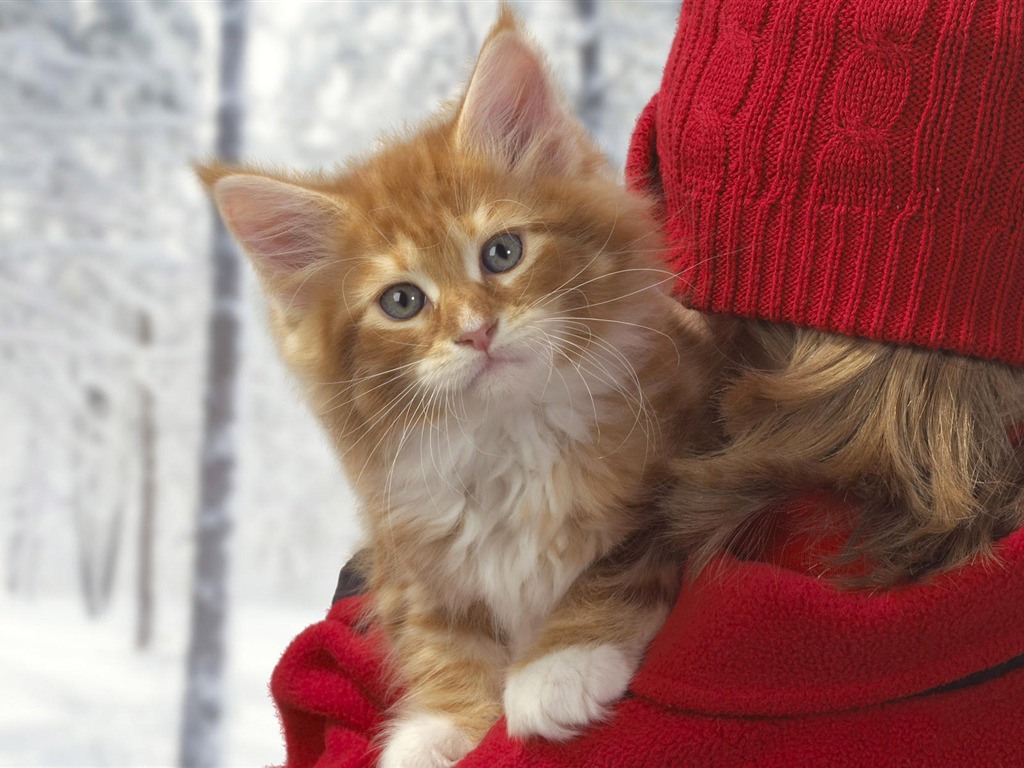 Animal Widescreen Wallpapers Collection (4) #4 - 1024x768
