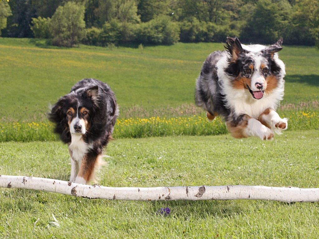 Puppy Foto HD Tapety na plochu (7) #11 - 1024x768