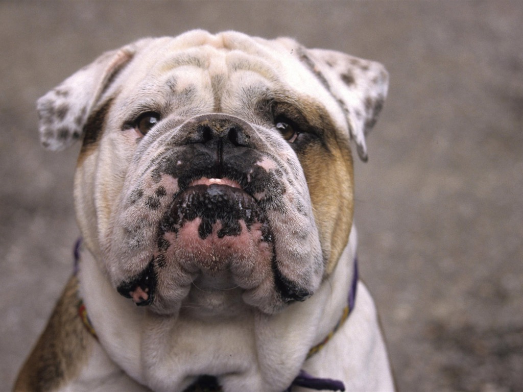 Puppy Foto HD Tapety na plochu (7) #15 - 1024x768