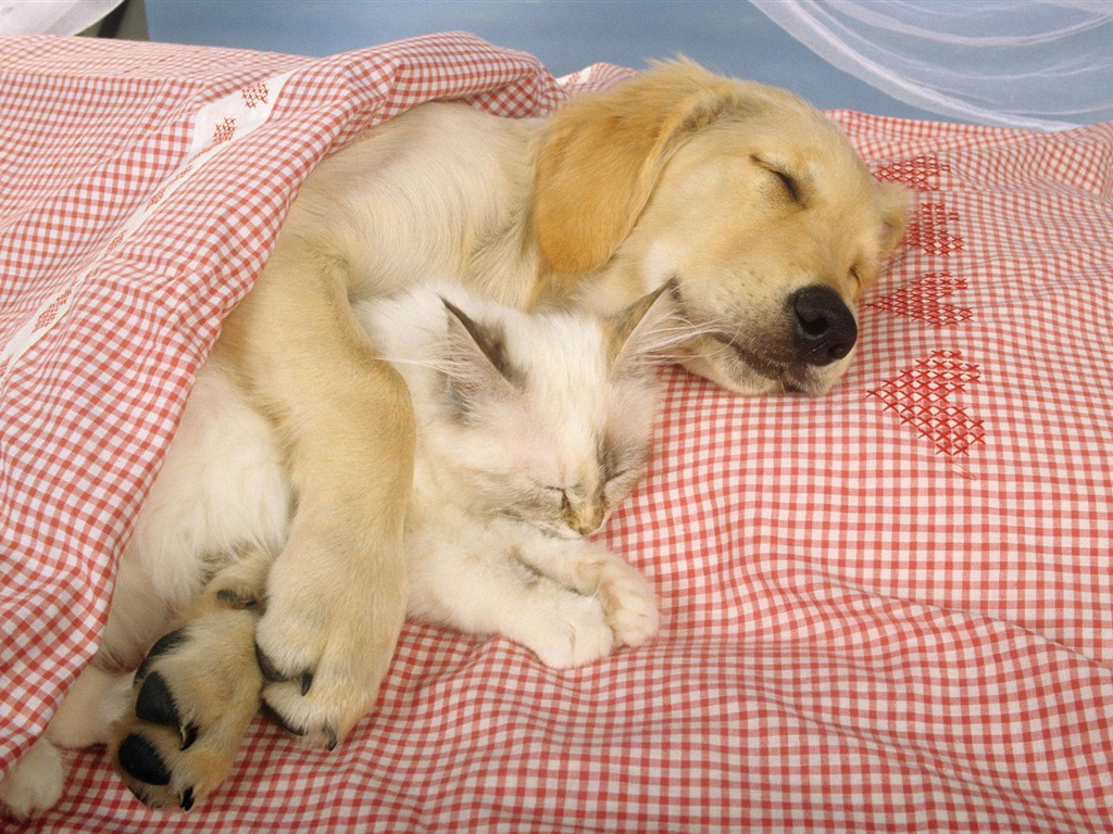 Puppy Photo HD wallpapers (7) #16 - 1024x768