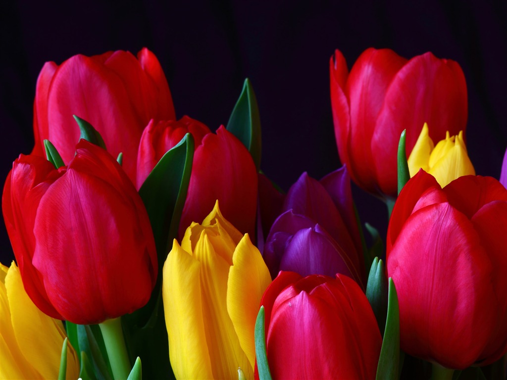 Large tulip wallpaper (1) #1 - 1024x768