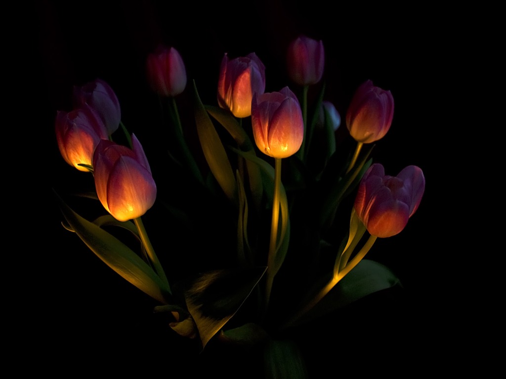 Large tulip wallpaper (1) #2 - 1024x768