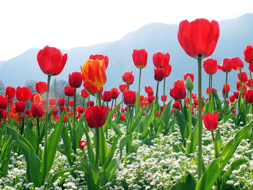 Large tulip wallpaper (1) #6 - 1024x768