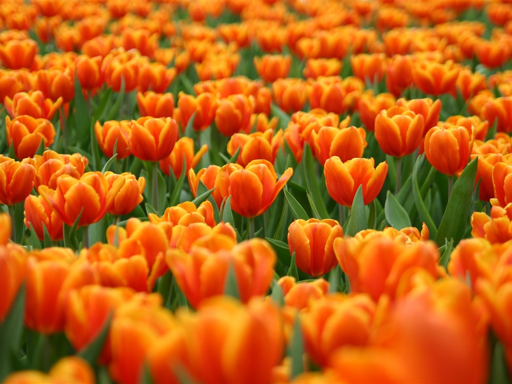 Large tulip wallpaper (1) #11 - 1024x768