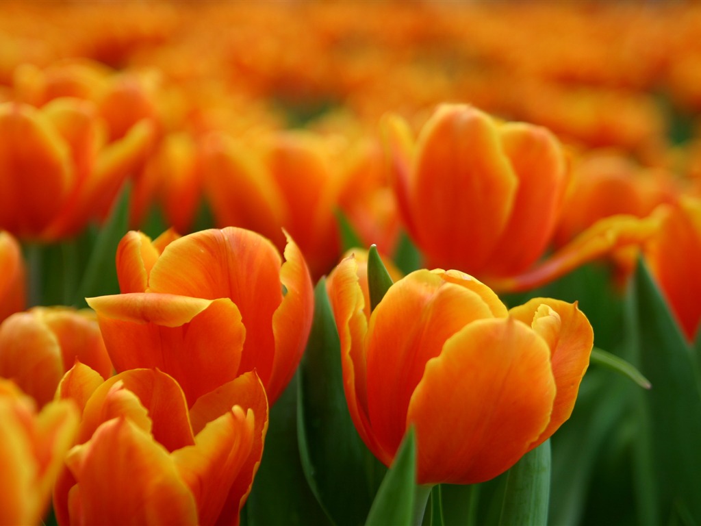 Large tulip wallpaper (1) #12 - 1024x768