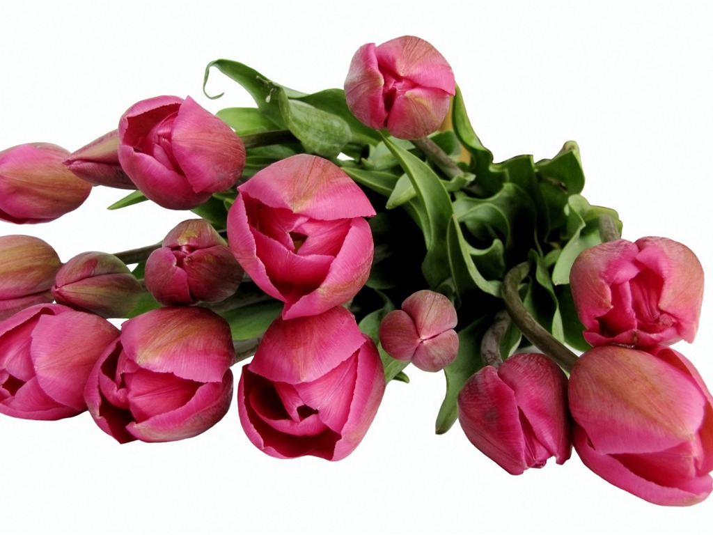 Velký tulipán tapety (1) #13 - 1024x768