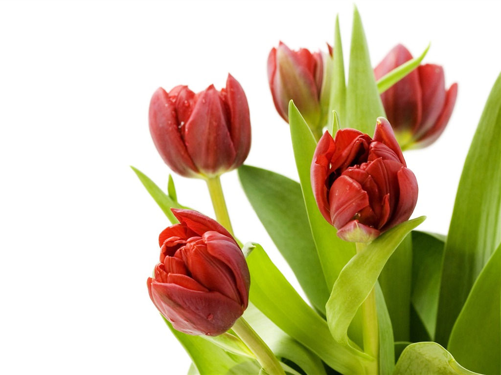 Large tulip wallpaper (1) #14 - 1024x768