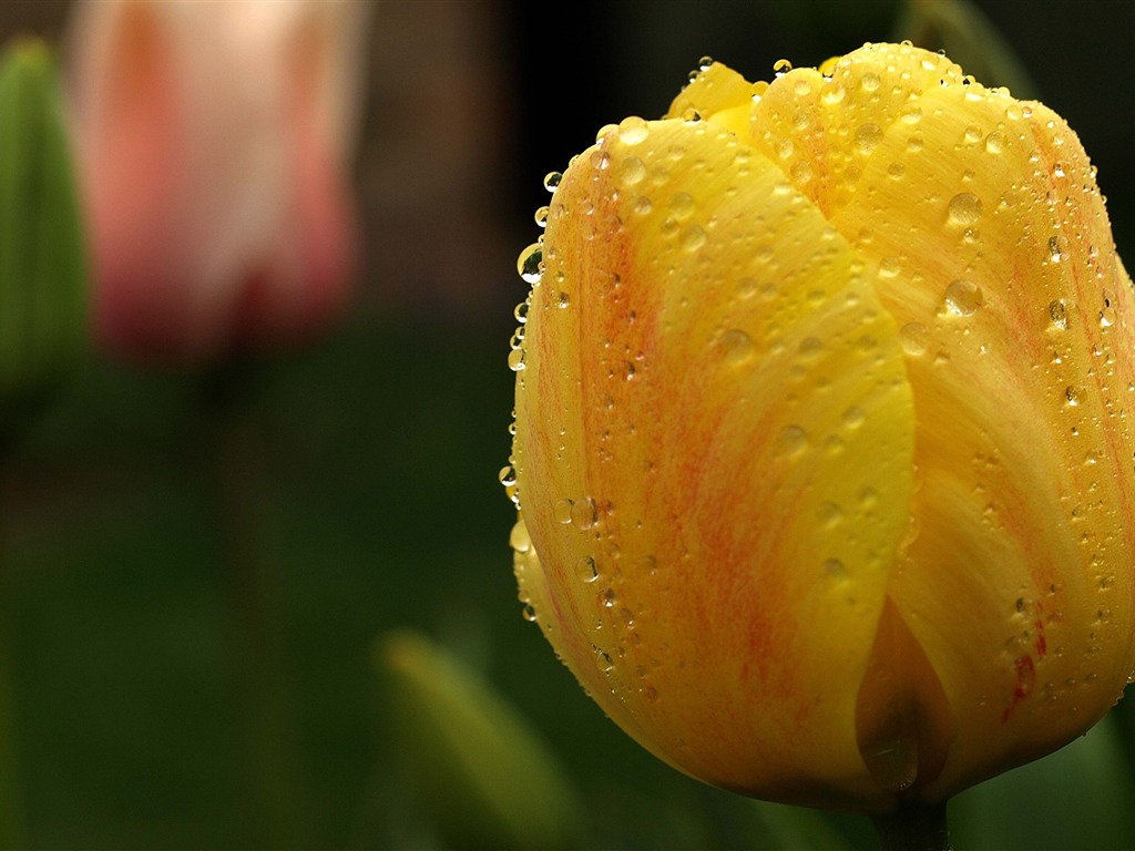 Large tulip wallpaper (1) #16 - 1024x768