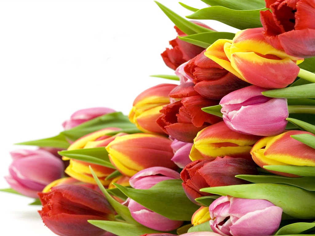 Velký tulipán tapety (1) #18 - 1024x768