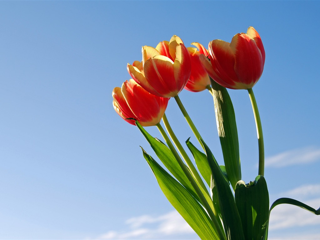 Large tulip wallpaper (1) #19 - 1024x768