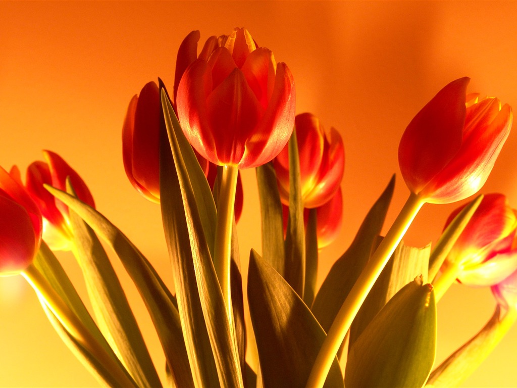 Large tulip wallpaper (1) #20 - 1024x768