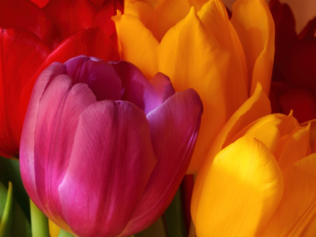 Large tulip wallpaper (2) #1 - 1024x768