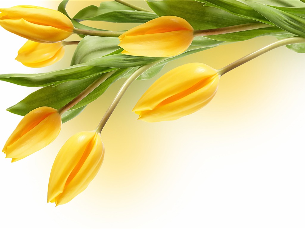 Large tulip wallpaper (2) #2 - 1024x768