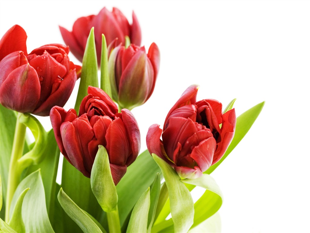 Large tulip wallpaper (2) #3 - 1024x768