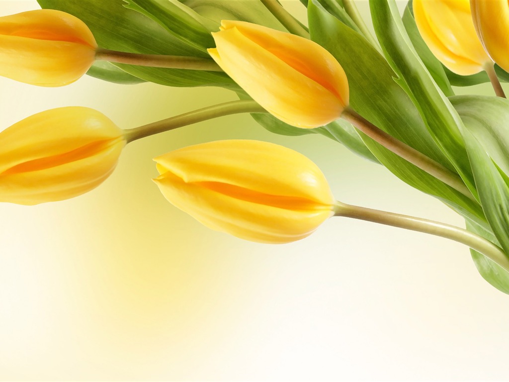 Large tulip wallpaper (2) #5 - 1024x768