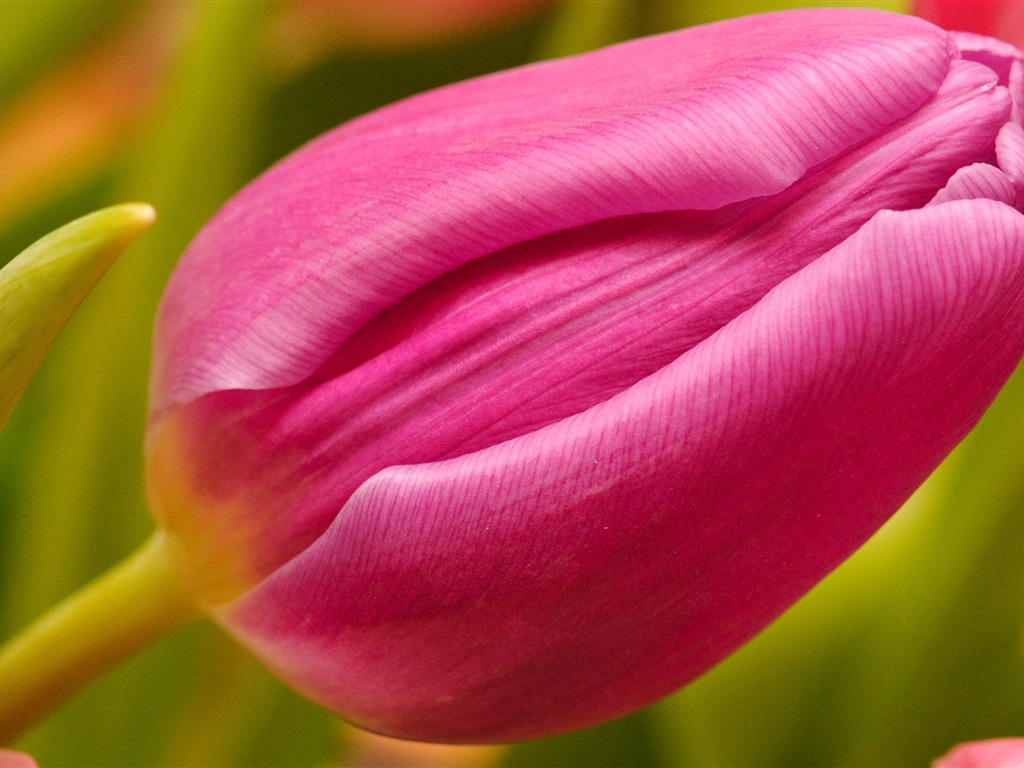 Large tulip wallpaper (2) #6 - 1024x768