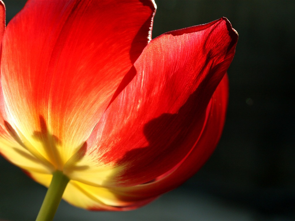 Large tulip wallpaper (2) #11 - 1024x768