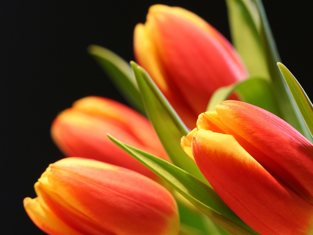 Large tulip wallpaper (2) #12 - 1024x768