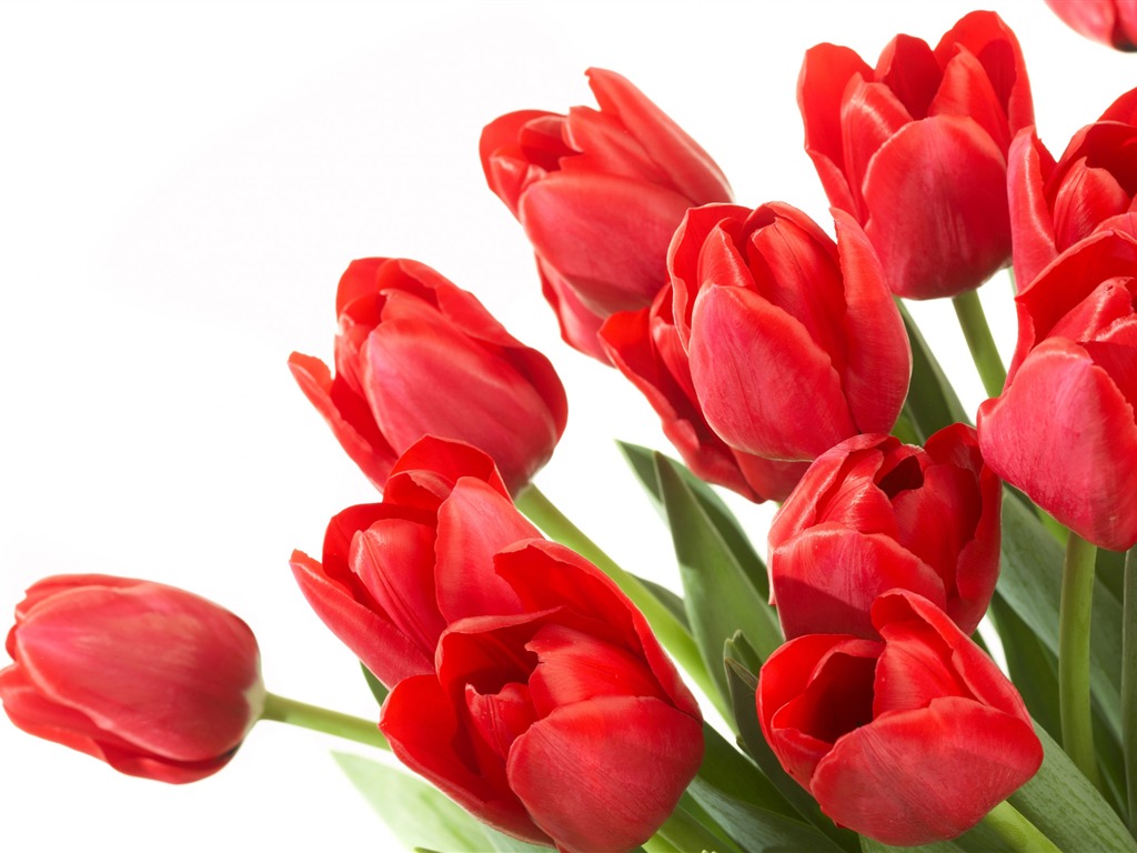 Large tulip wallpaper (2) #13 - 1024x768