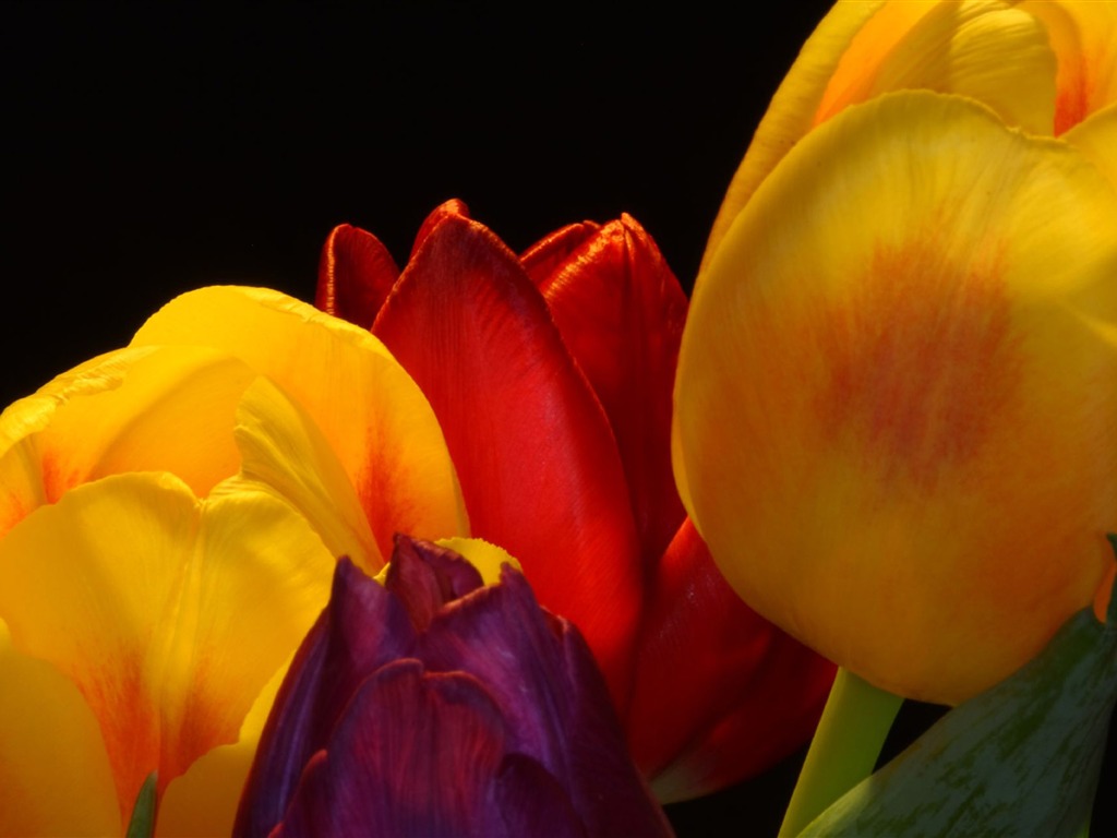 Large tulip wallpaper (2) #18 - 1024x768