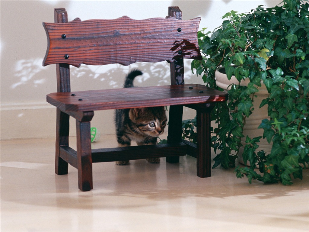 1600 Cat Foto Tapety (7) #2 - 1024x768