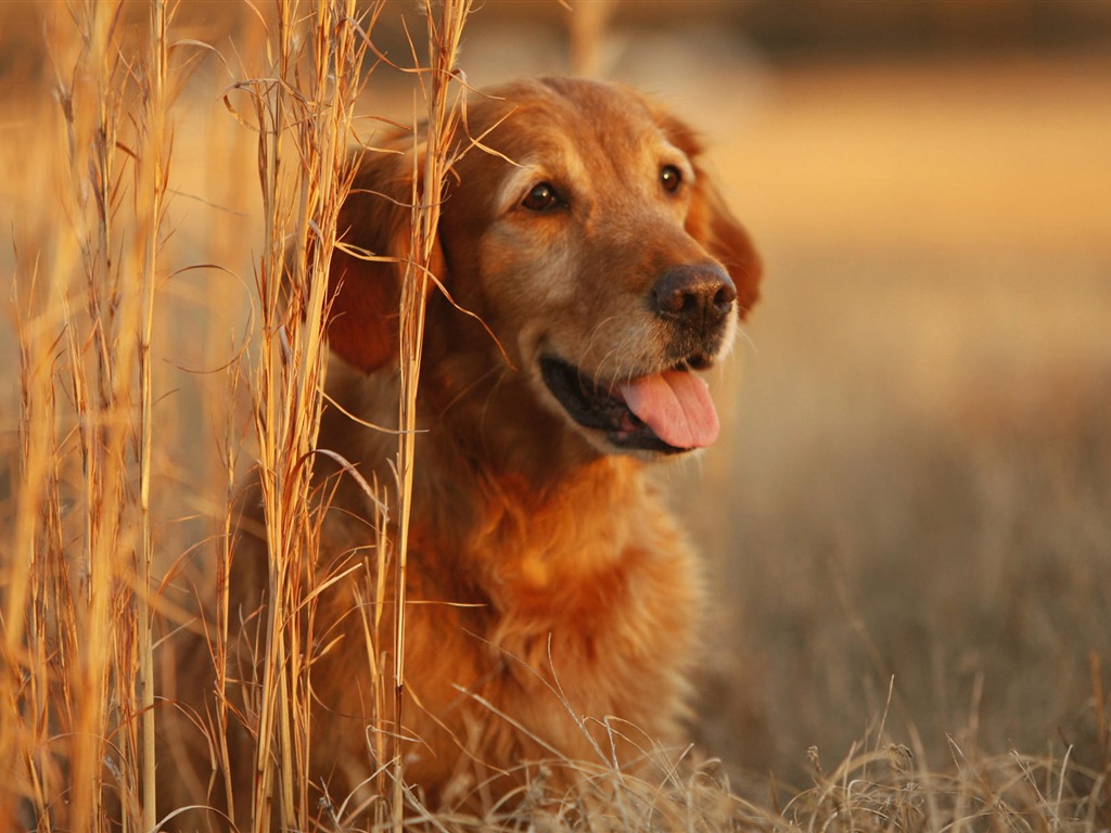 Cachorro de fotos HD fondos de escritorio (8) #1 - 1024x768