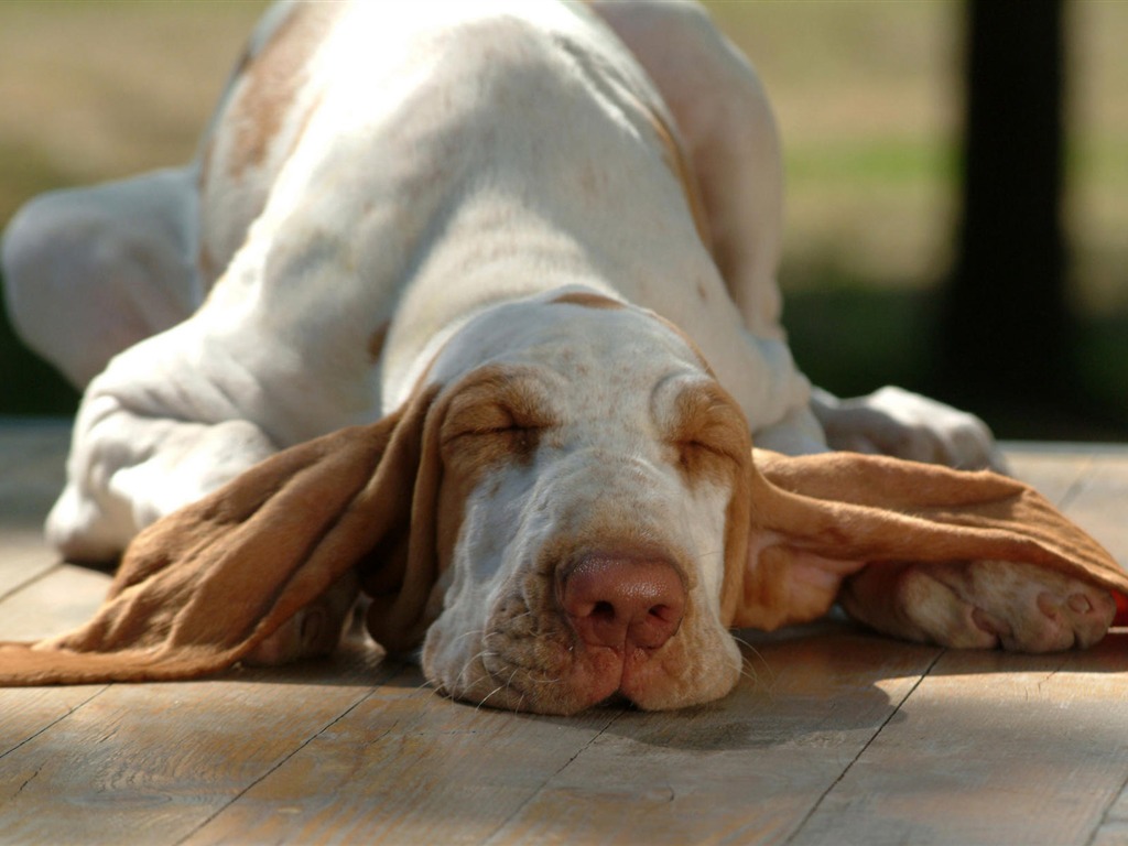 Cachorro de fotos HD fondos de escritorio (8) #12 - 1024x768