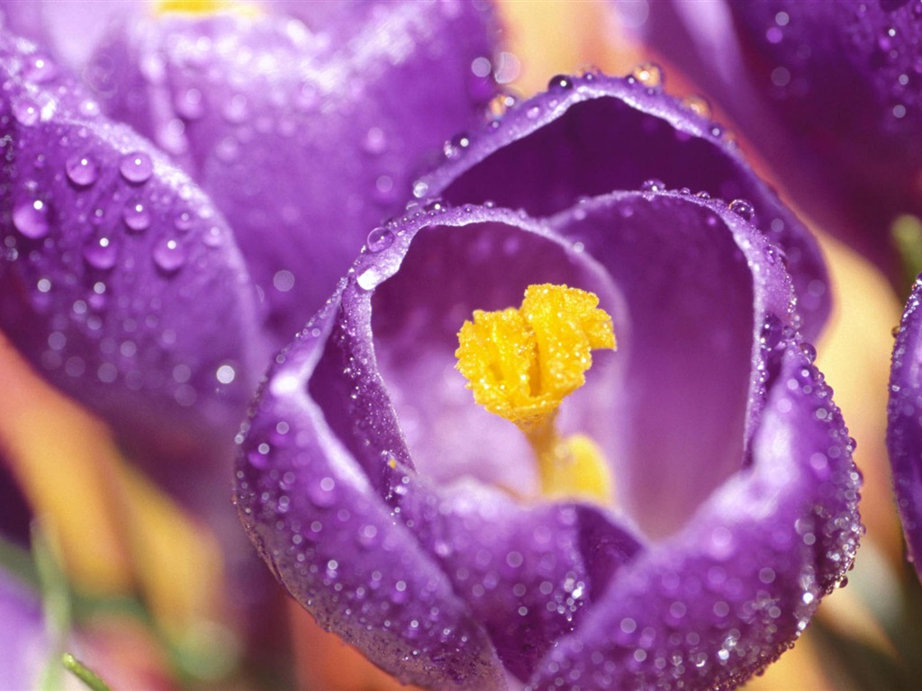 Widescreen wallpaper flowers close-up (1) #4 - 1024x768