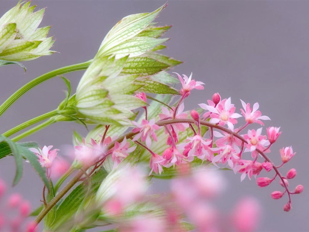 fondos de escritorio de flores con pantalla ancha de cerca (1) #17 - 1024x768