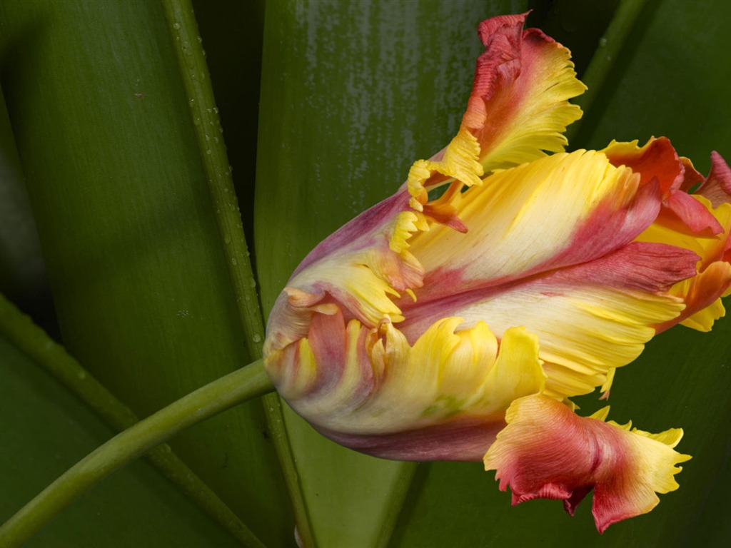 fondos de escritorio de flores con pantalla ancha de cerca (1) #20 - 1024x768