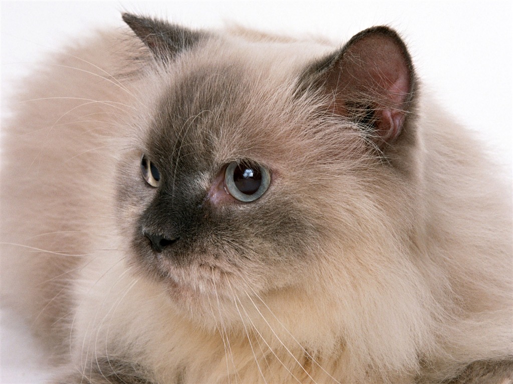 1600 Cat Foto Tapety (8) #16 - 1024x768