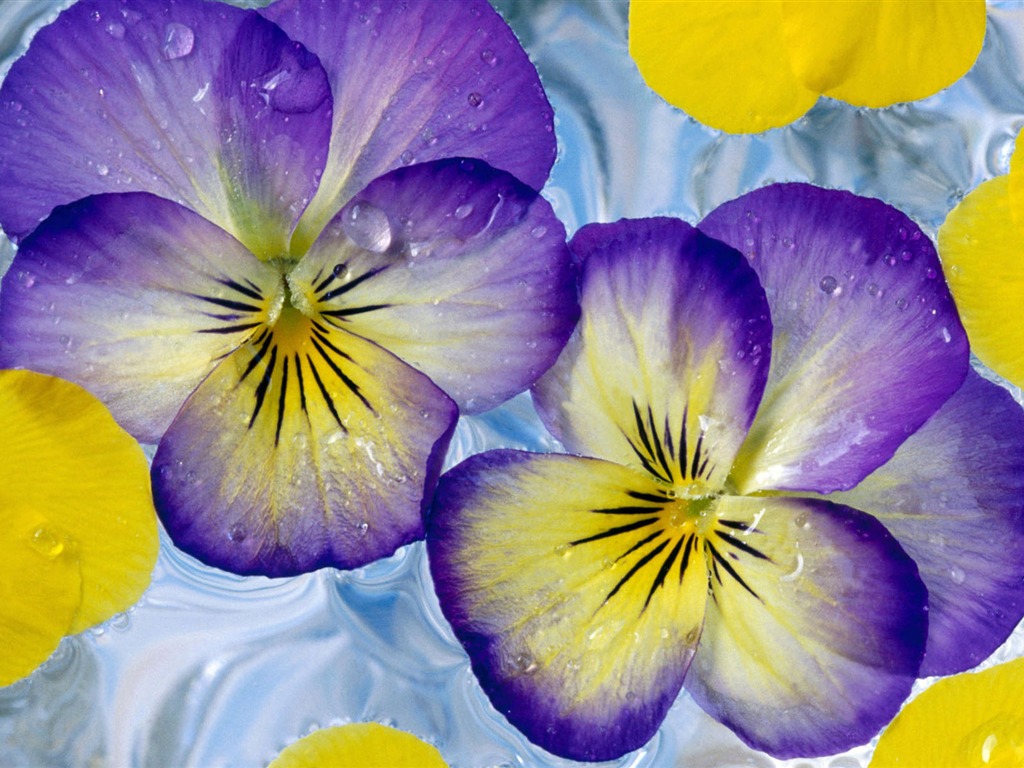 Širokoúhlý tapety květiny close-up (2) #1 - 1024x768
