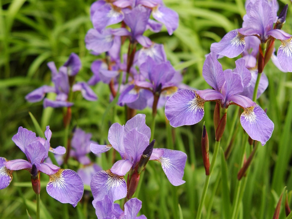 宽屏鲜花特写 壁纸(二)2 - 1024x768