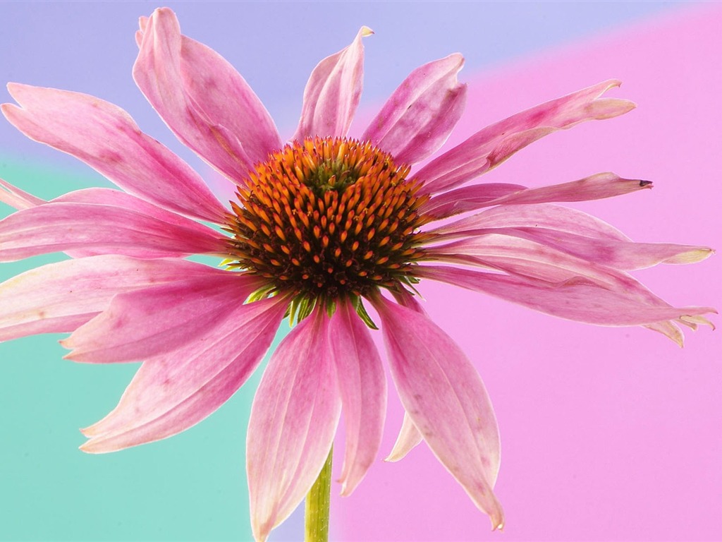 Widescreen wallpaper flowers close-up (2) #3 - 1024x768
