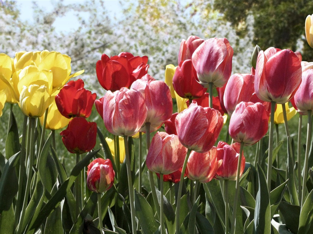 fondos de escritorio de flores con pantalla ancha de cerca (2) #4 - 1024x768