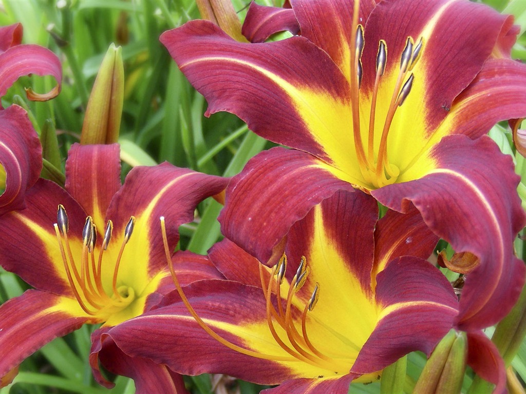 fleurs fond d'écran Widescreen close-up (2) #17 - 1024x768