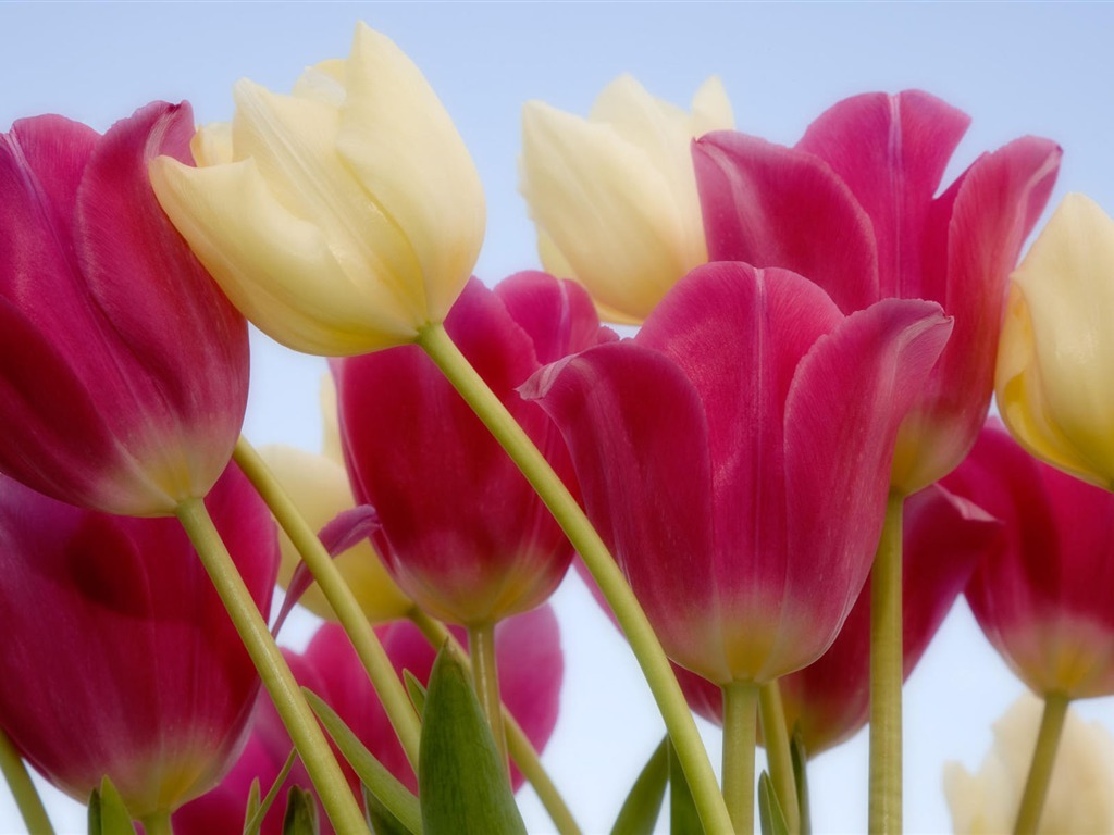 fondos de escritorio de flores con pantalla ancha de cerca (2) #19 - 1024x768