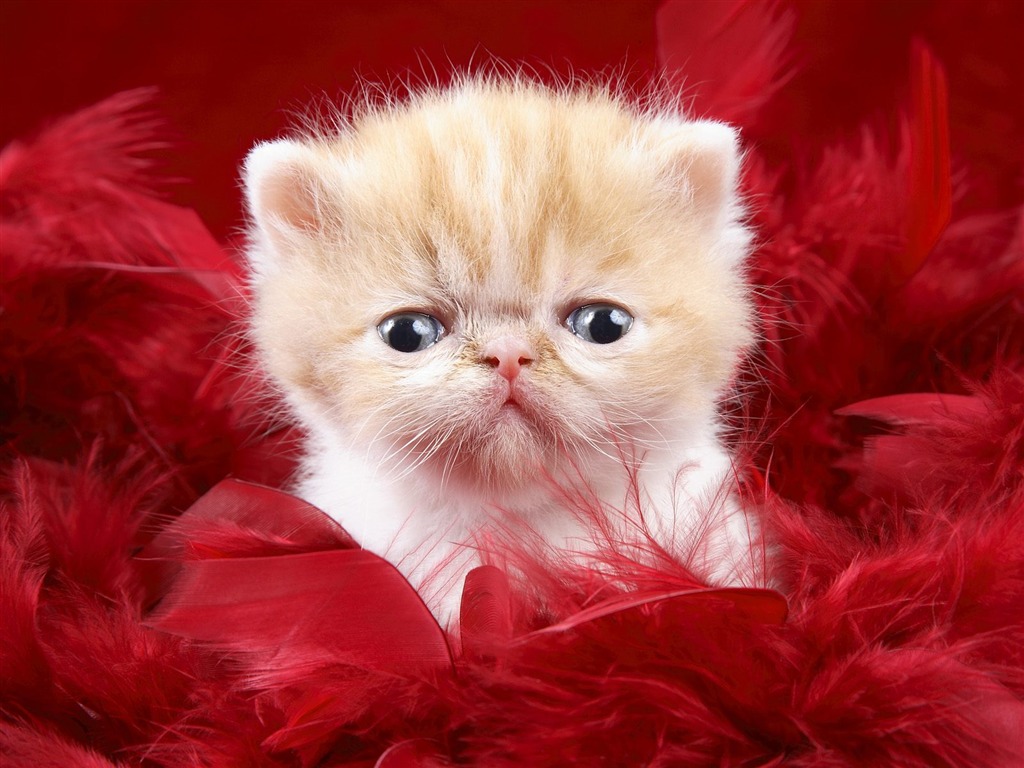1600 Cat Photo Wallpaper (9) #1 - 1024x768