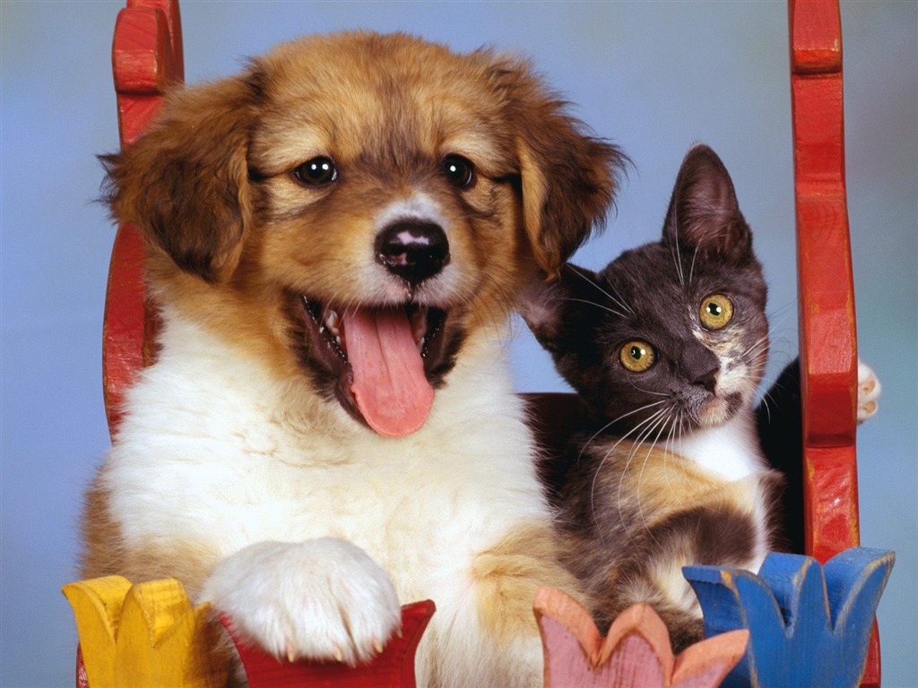 1600 Cat Photo Wallpaper (9) #17 - 1024x768