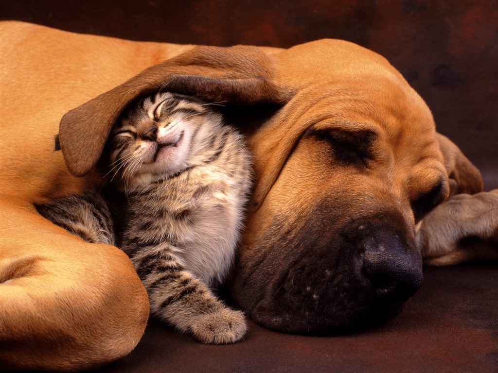 1600 Cat Foto Tapety (9) #18 - 1024x768