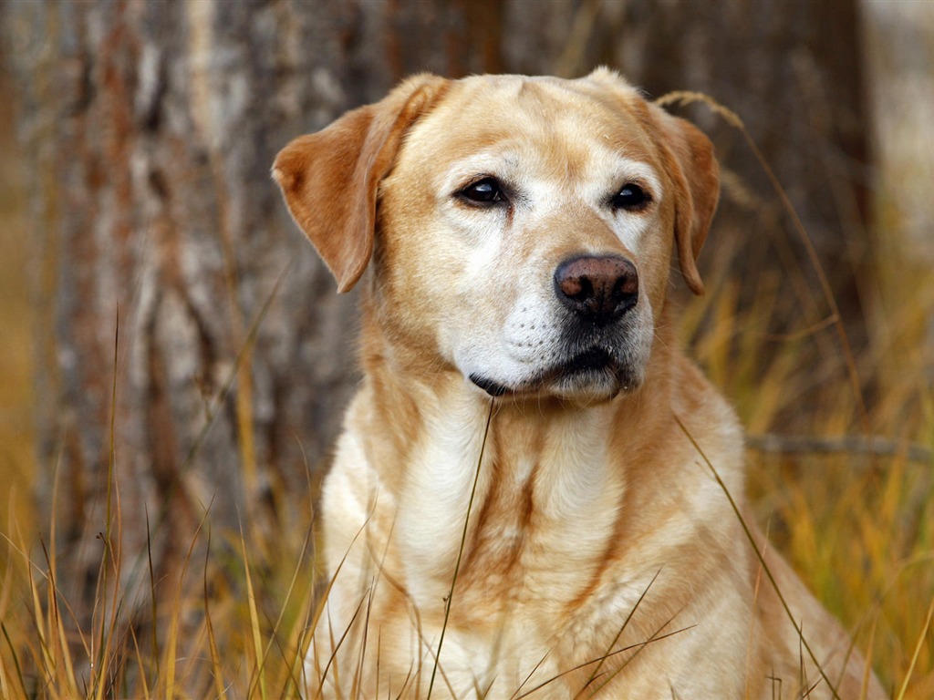 Cachorro de fotos HD fondos de escritorio (10) #1 - 1024x768